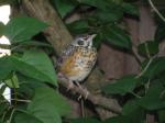 robin fledgling in the lilac bush