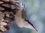 Nuthatch