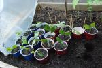 blueberry cuttings