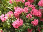 Rhododendron