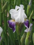 Closer look at iris