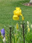 Iris and lilys growing..