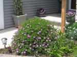 Cranesbill Geranium..