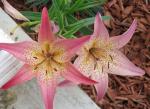 Asiatic Lily 