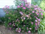 Spiraea