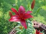 Day Lily