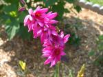 Ixia