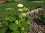 Anna Belle Hydrangea, I think?