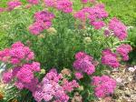 Yarrow
