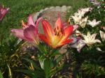 Lillies