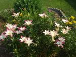 Lillies