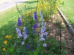 Larkspur