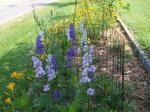 Larkspur