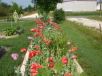 Poppies