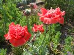 Poppies