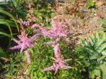 Astilbe