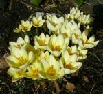 Crocus chrysanthus "Cream Beauty"