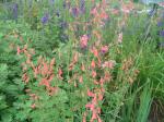 Penstemon 'Firebird' 