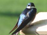 Tree Swallow