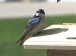 Tree Swallow