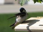 Tree Swallow