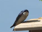 Tree Swallow