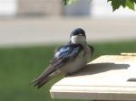 Tree Swallow