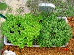 Mint Garden is growing like crazy!