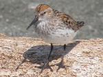 western sandpiper.