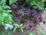 Plumbago and Oxillis