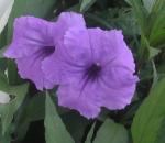 Mexican Petunia