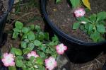 Impatiens in bloom