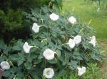 Datura's blooming great