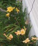 Day Lilies are putting up a great show