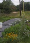 Black Eyed Susans,Mullin ,Datura,and Mimosa