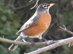 American Robin.