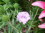 Stoke's Blue Aster