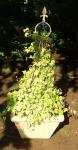 Ivy topiary