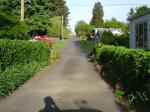 Driveway hedges and perennials