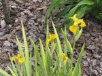 Flag iris