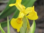 Close up of the flag iris...
