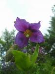Meconopsis "Hensol Violet"