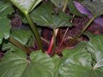 Close up of rhubarb