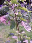 A branch on my young pear tree with lots of fruit