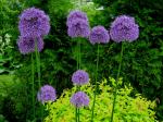 Allium