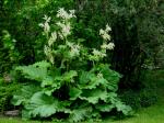 Rhubarb