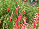 After viewing the suggestions, I think the Penstemon 'Firebird' looks like mine 