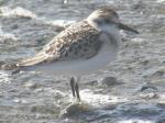 A Sanderling