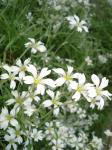 Cerastium alpinum - Snow in Summer