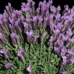Lavender Plant - Botanix